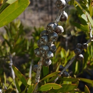 Callistemon sp. at Cooma, NSW - 21 Sep 2024