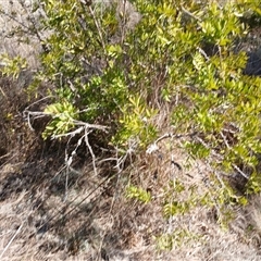 Callistemon sp. at Cooma, NSW - 21 Sep 2024