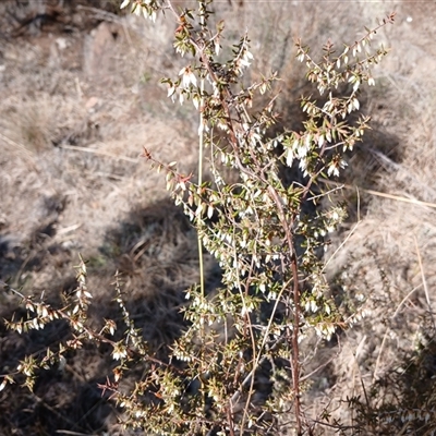 Leucopogon fletcheri subsp. brevisepalus (Twin Flower Beard-Heath) at Cooma, NSW - 20 Sep 2024 by mahargiani