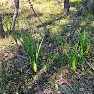 Dianella sp. at Hawker, ACT - 21 May 2024 02:28 PM