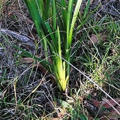 Dianella sp. at Hawker, ACT - 21 May 2024 02:28 PM