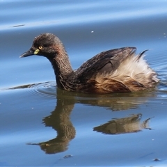 Tachybaptus novaehollandiae at Fyshwick, ACT - 20 Sep 2024