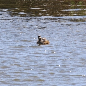 Tachybaptus novaehollandiae at Fyshwick, ACT - 20 Sep 2024