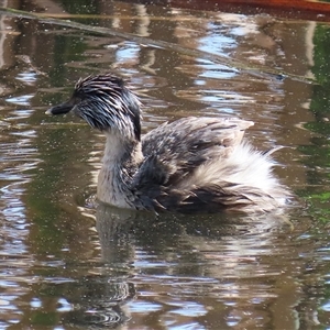 Poliocephalus poliocephalus at Fyshwick, ACT - 20 Sep 2024