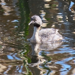 Poliocephalus poliocephalus at Fyshwick, ACT - 20 Sep 2024