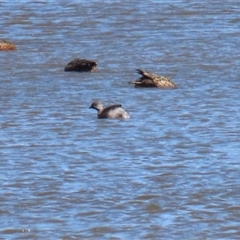 Poliocephalus poliocephalus at Fyshwick, ACT - 20 Sep 2024