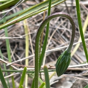 Microseris walteri at Bruce, ACT - 21 Sep 2024