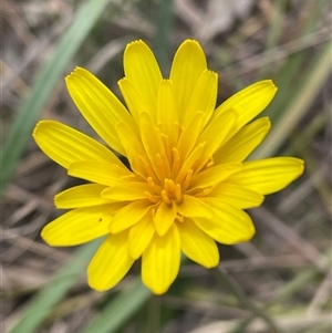 Microseris walteri at Bruce, ACT - 21 Sep 2024