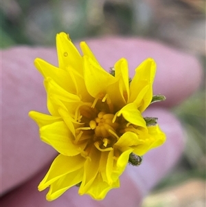 Microseris walteri at Bruce, ACT - 17 Sep 2024