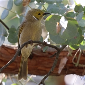 Ptilotula penicillata at Fyshwick, ACT - 20 Sep 2024