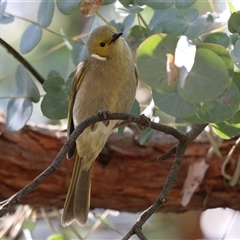 Ptilotula penicillata at Fyshwick, ACT - 20 Sep 2024