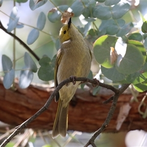 Ptilotula penicillata at Fyshwick, ACT - 20 Sep 2024