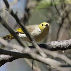 Ptilotula penicillata at Fyshwick, ACT - 20 Sep 2024