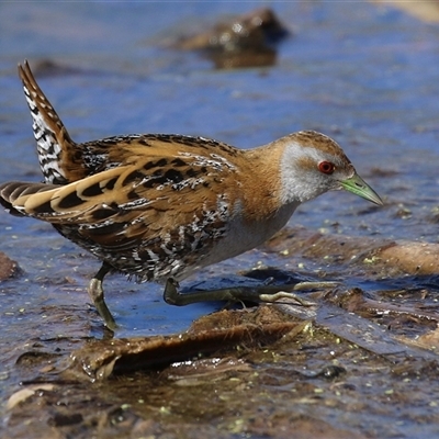 Zapornia pusilla (Baillon's Crake) at Fyshwick, ACT - 20 Sep 2024 by RodDeb