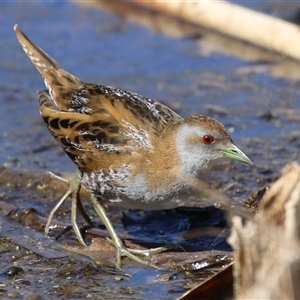 Zapornia pusilla at Fyshwick, ACT - 20 Sep 2024