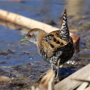 Zapornia pusilla at Fyshwick, ACT - 20 Sep 2024