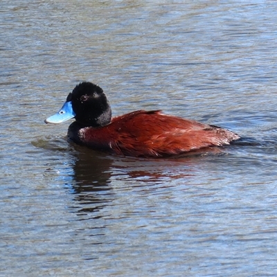 Oxyura australis (Blue-billed Duck) at Fyshwick, ACT - 20 Sep 2024 by RodDeb