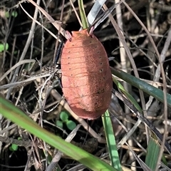 Unidentified Cockroach (Blattodea, several families) at Wardell, NSW - 25 Aug 2024 by AJarvis