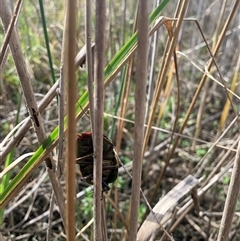 Polyzosteria aenea at Wardell, NSW - 26 Aug 2024 09:51 AM