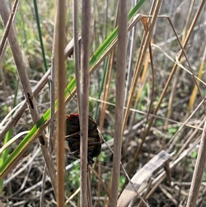 Polyzosteria aenea at Wardell, NSW - 26 Aug 2024 09:51 AM