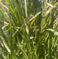 Argiope keyserlingi (St Andrew's Cross Spider) at Tucabia, NSW - 21 Sep 2024 by STJ