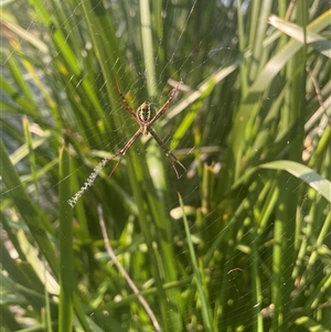 Argiope keyserlingi at Tucabia, NSW - 21 Sep 2024 03:50 PM