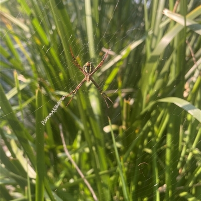 Unidentified Other web-building spider at Tucabia, NSW - 21 Sep 2024 by STJ