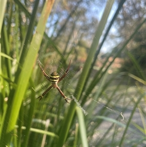 Argiope keyserlingi at Tucabia, NSW - 21 Sep 2024 03:50 PM