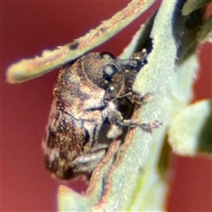 Neolaemosaccus sp. (genus) (A weevil) at Red Hill, ACT - 21 Sep 2024 by Hejor1