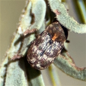 Neolaemosaccus sp. (genus) at Red Hill, ACT - 21 Sep 2024