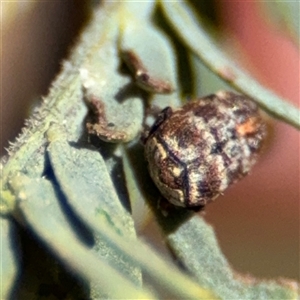 Neolaemosaccus sp. (genus) at Red Hill, ACT - 21 Sep 2024 12:10 PM