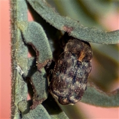 Neolaemosaccus sp. (genus) at Red Hill, ACT - 21 Sep 2024 12:10 PM