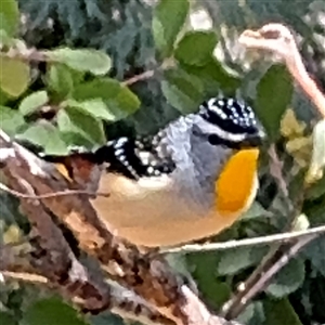 Pardalotus punctatus at Red Hill, ACT - 21 Sep 2024