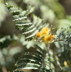 Acacia dealbata at Red Hill, ACT - 21 Sep 2024