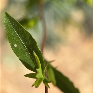 Billardiera heterophylla at Red Hill, ACT - 21 Sep 2024