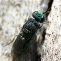 Primeuchroeus sp. (genus) (Cuckoo Wasp) at Red Hill, ACT - 21 Sep 2024 by Hejor1