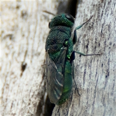 Primeuchroeus sp. (genus) at Red Hill, ACT - 21 Sep 2024