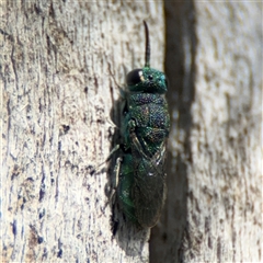 Primeuchroeus sp. (genus) at Red Hill, ACT - 21 Sep 2024