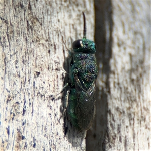 Primeuchroeus sp. (genus) at Red Hill, ACT - 21 Sep 2024