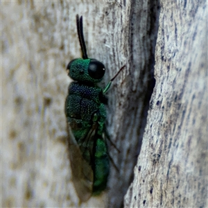 Primeuchroeus sp. (genus) at Red Hill, ACT - 21 Sep 2024