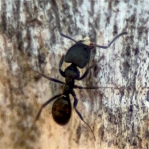 Ochetellus sp. at Red Hill, ACT - 21 Sep 2024