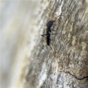 Ochetellus sp. at Red Hill, ACT - 21 Sep 2024