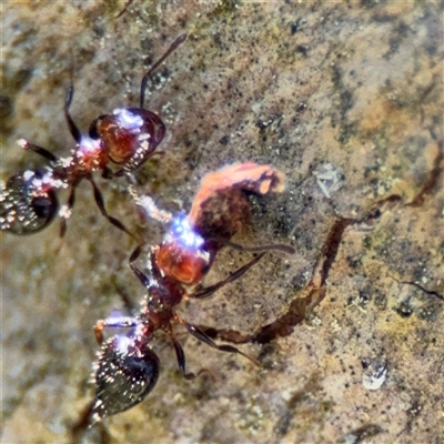 Crematogaster sp. (genus) (Acrobat ant, Cocktail ant) at Red Hill, ACT - 21 Sep 2024 by Hejor1