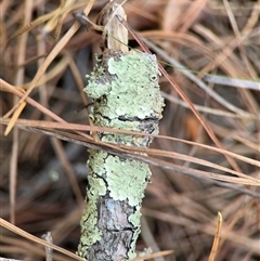 Flavoparmelia sp. (Flavoparmelia Lichen) at Red Hill, ACT - 21 Sep 2024 by Hejor1