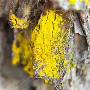 Chrysothrix sp. (genus) at Red Hill, ACT - 21 Sep 2024