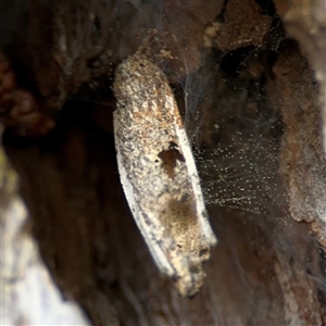 Trigonocyttara clandestina at Red Hill, ACT - 21 Sep 2024