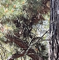 Pinus sp. at Red Hill, ACT - 21 Sep 2024 01:18 PM