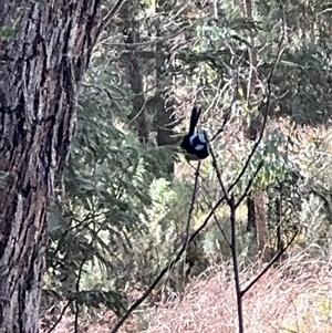 Malurus cyaneus at Red Hill, ACT - 21 Sep 2024