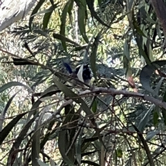 Malurus cyaneus at Red Hill, ACT - 21 Sep 2024