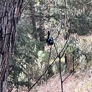 Malurus cyaneus at Red Hill, ACT - 21 Sep 2024